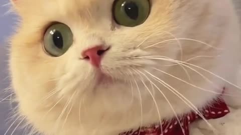 Cute cat