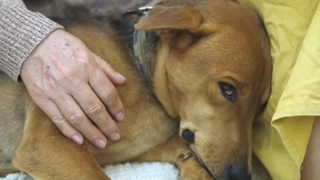 Older Woman Petting Her Dog