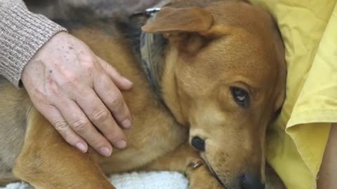 Older Woman Petting Her Dog