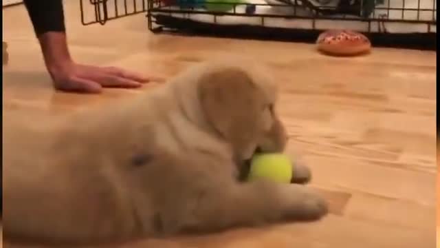 Dog playing with ball In home