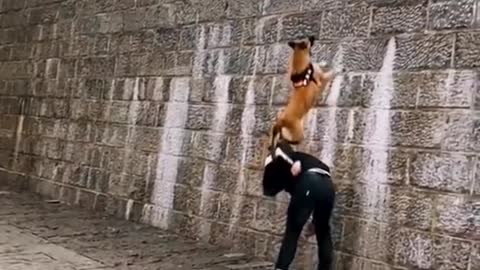 Dogs that fly, malinois & alsatian dogs show there jumping ability