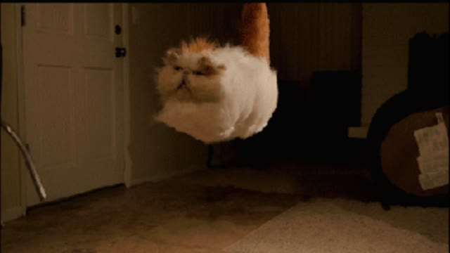 Cat floating gif video