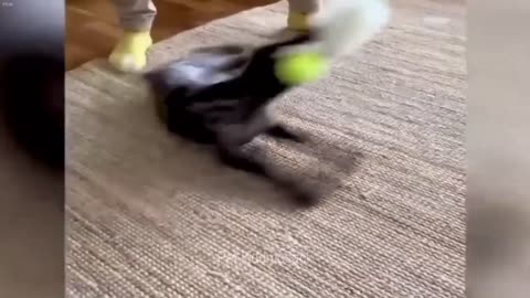 Cute cats funny cats 2
