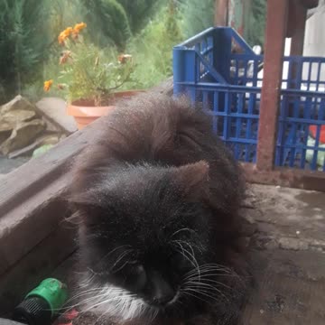 Timothy the cat is refreshing