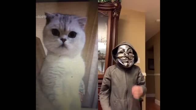 Animal Videos - Cat Expressions When Watching Tiktok Videos