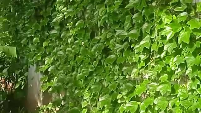 There is always shade under the trees