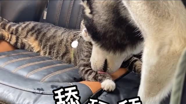 Funny Pet 2021 It's time to LAUGH with Dog's lifes67