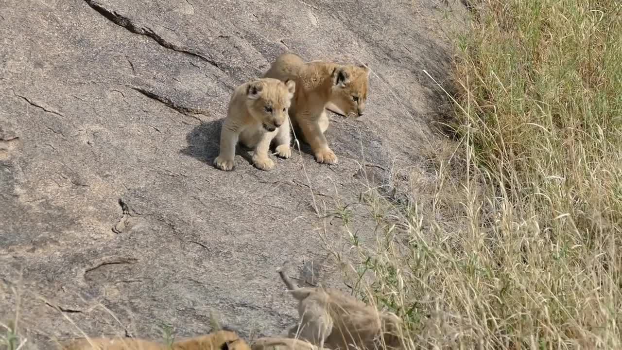 (ORIGINAL AUDIO) ADORABLE! SIX LITTLE LION CUBS enjoy their first outdoor adventure