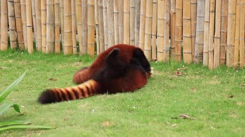 Red Panda