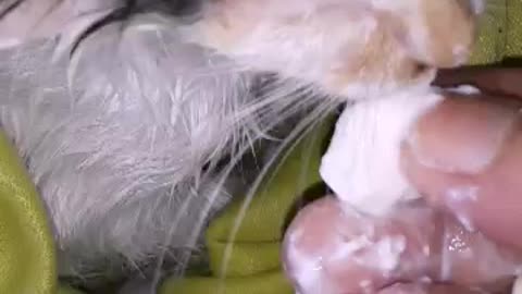 A cat deserves a reward for not refusing to be treated and bathed