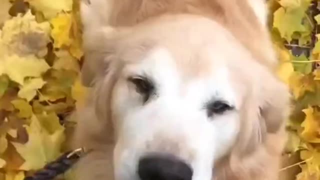 Happy Dog Dancing With Owner Singing Funny Video