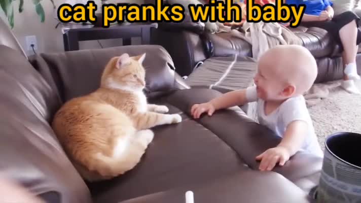 Beautiful cat is playing pranks with Baby