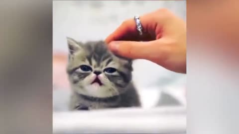 Cute Cat 😍