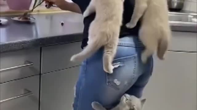 Kittens Climb Their Mom as They Couldnt Wait for Food