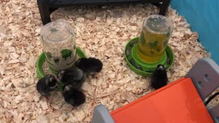 Super Cute Chicks