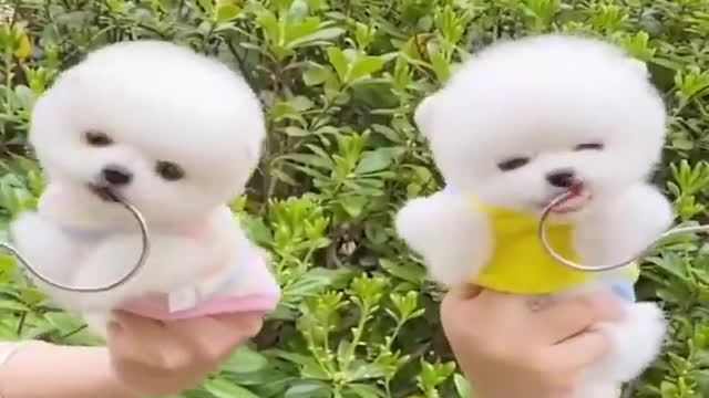 Funny and Cute Puppies hair cutting Videos 01