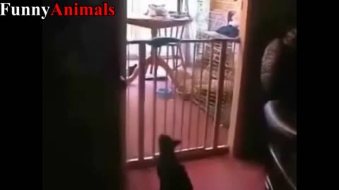 Funny cats and dogs compilation #13