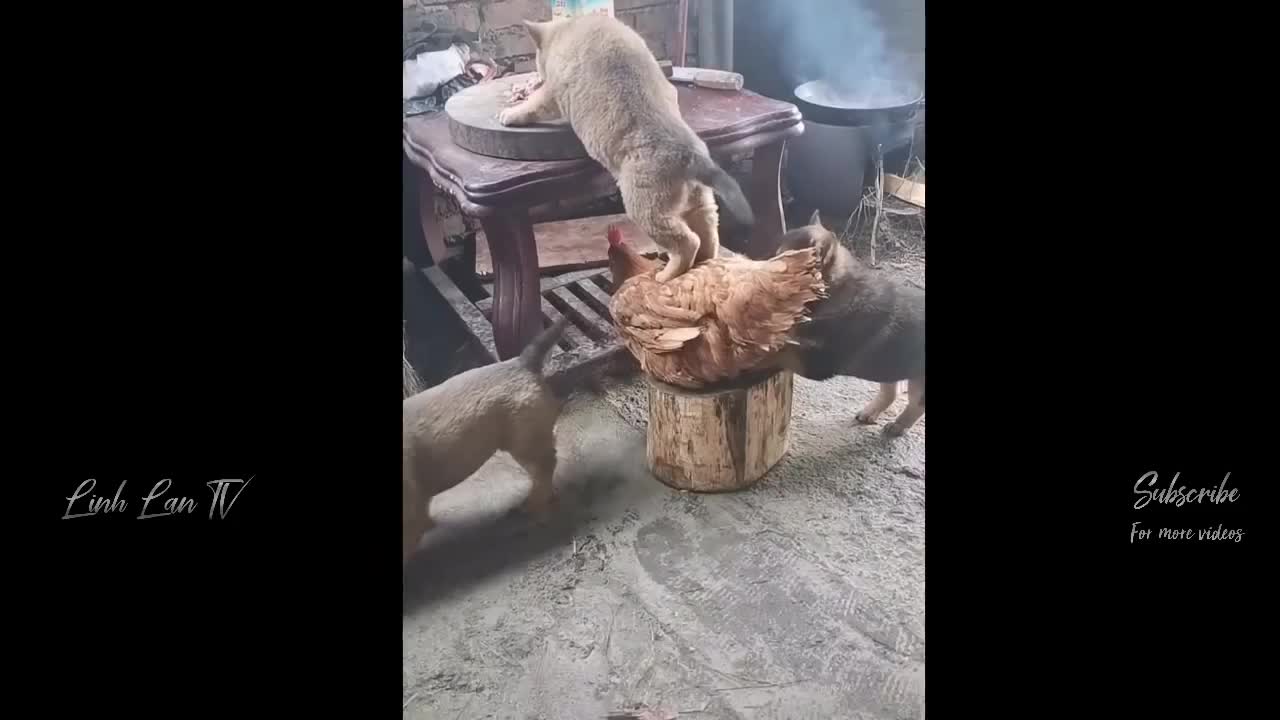 43 funny moments