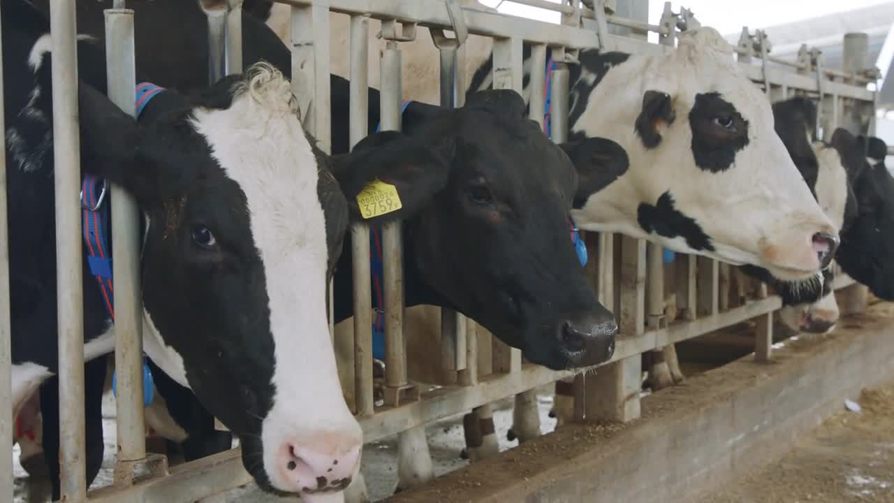 Cows eating Silage in a large dairy farm, milk production