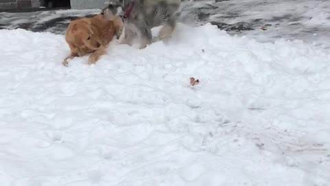 Large tan dog and small grey dog play in the snow