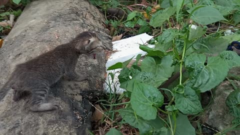 A kitten lying on the street is crying