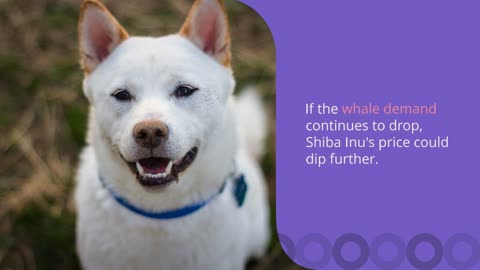 What Next For Shiba Inu (SHIB) Price and Whale Demand Weakens?