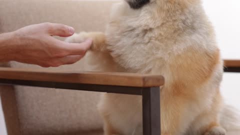 Funny dogs 0