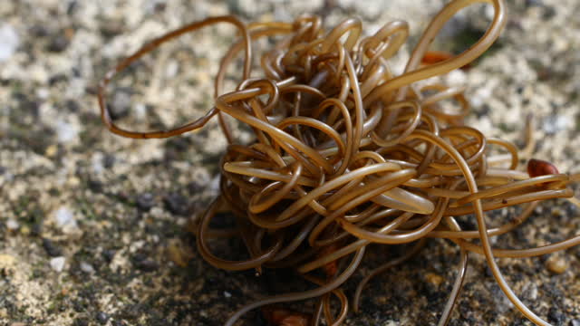 Horsehair Worms