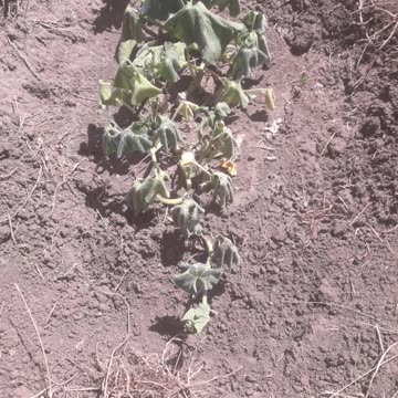 The heat is killing the garden