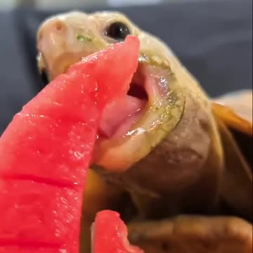 TURTLE EATING SAILBOAT