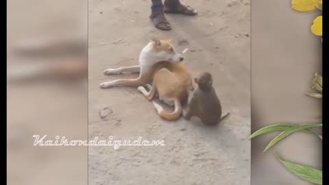 Monkey and dog Funny videos 😂 comedy 😄