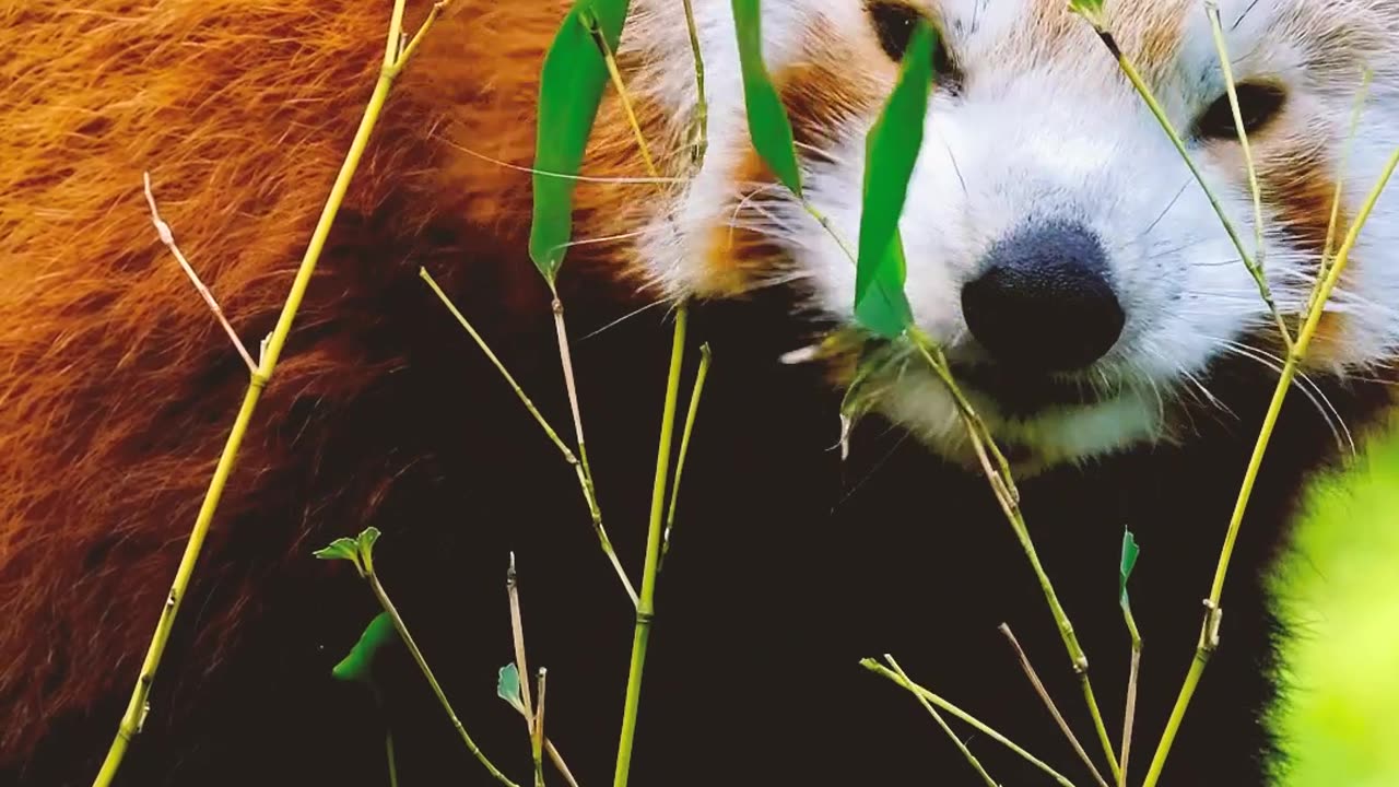 "Exploring the Enchanting World of Red Pandas: Himalayan Wonders Unveiled"