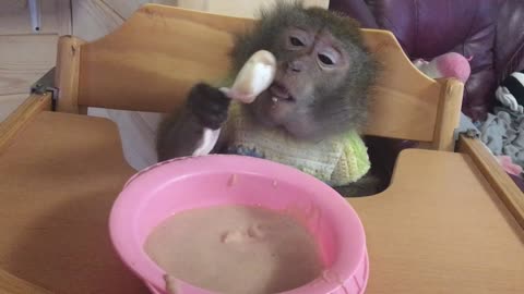 The monkey eats with a spoon