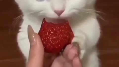 Cat eat strawberry 🍓