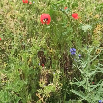 Common poppy