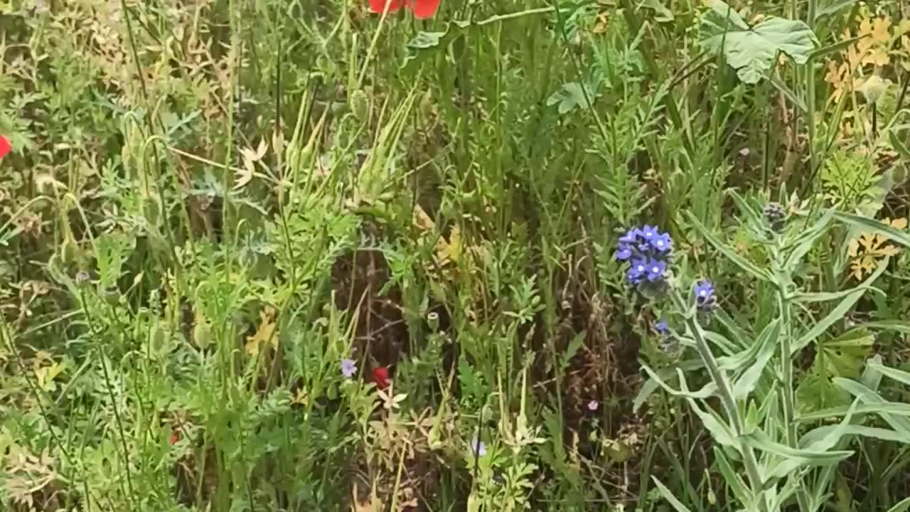 Common poppy