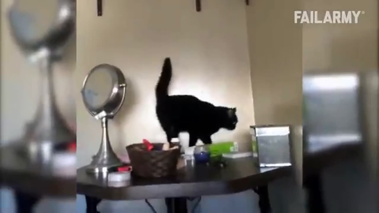 Funny Cat Fails | Funny Cat Compilation - FailArmy