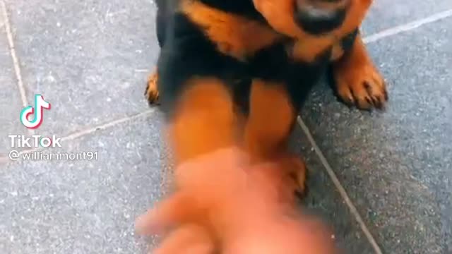 video cute puppy 2021