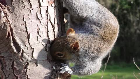 Nimble squirrel