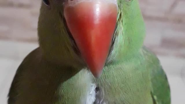 Ring neck Parrot baby train and tame four month