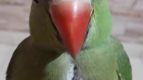 Ring neck Parrot baby train and tame four month