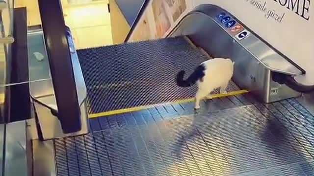 How to go down escalator