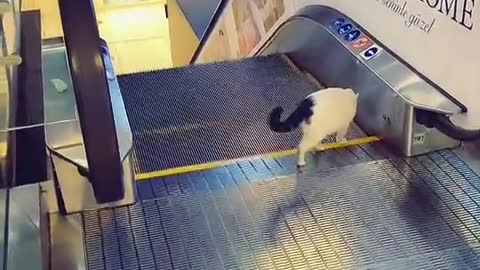 How to go down escalator