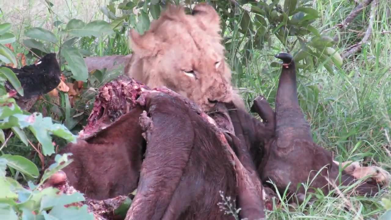 Lion eating Buffalo in Kruger Park