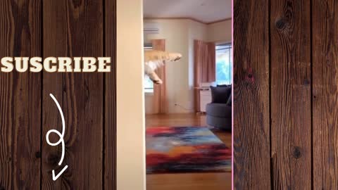 Tasty dancing dog