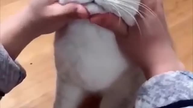 Cat rub