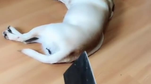 waking up dog with fright