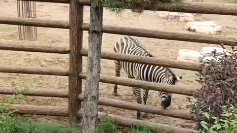 zebra eating grass