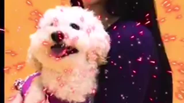 ## cute pup wishing happy Diwali 🪔 🎉