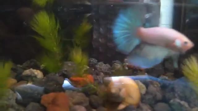 MEET MY LOVELY FISH